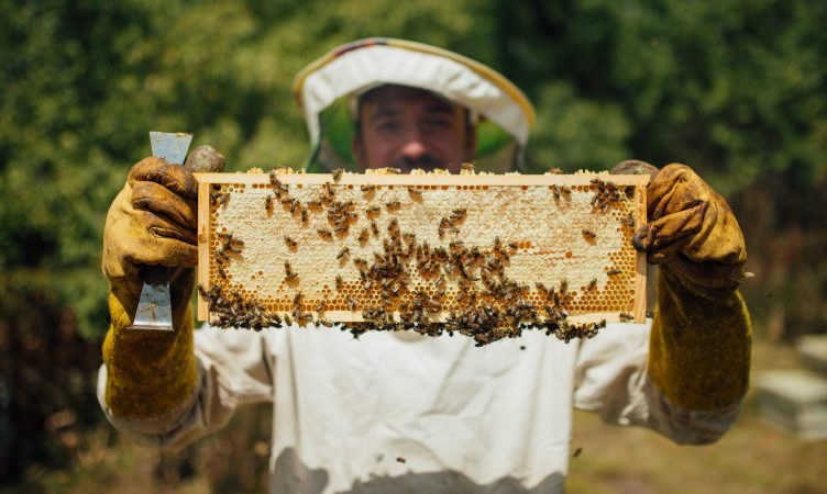 Aumente sua lucratividade comercial de apicultura na cobertura agora!