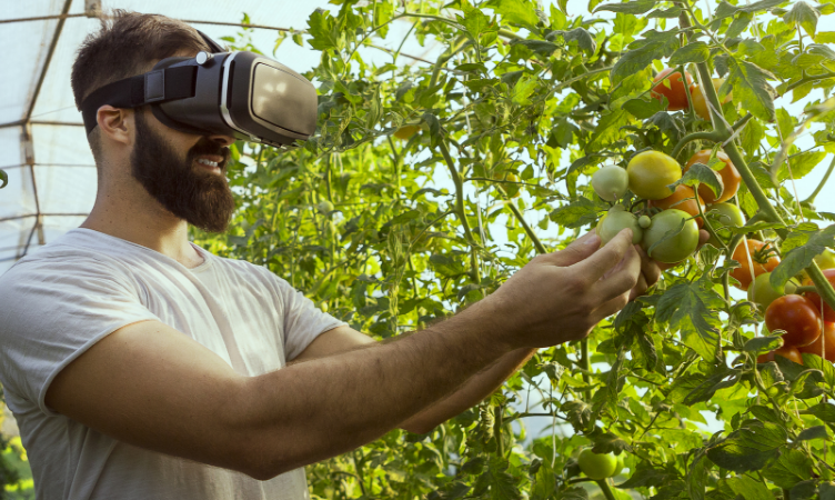 Homem branco usando óculos de realidade virtual enquanto toca em tomates no tomateiro que está plantado dentro de uma estufa.