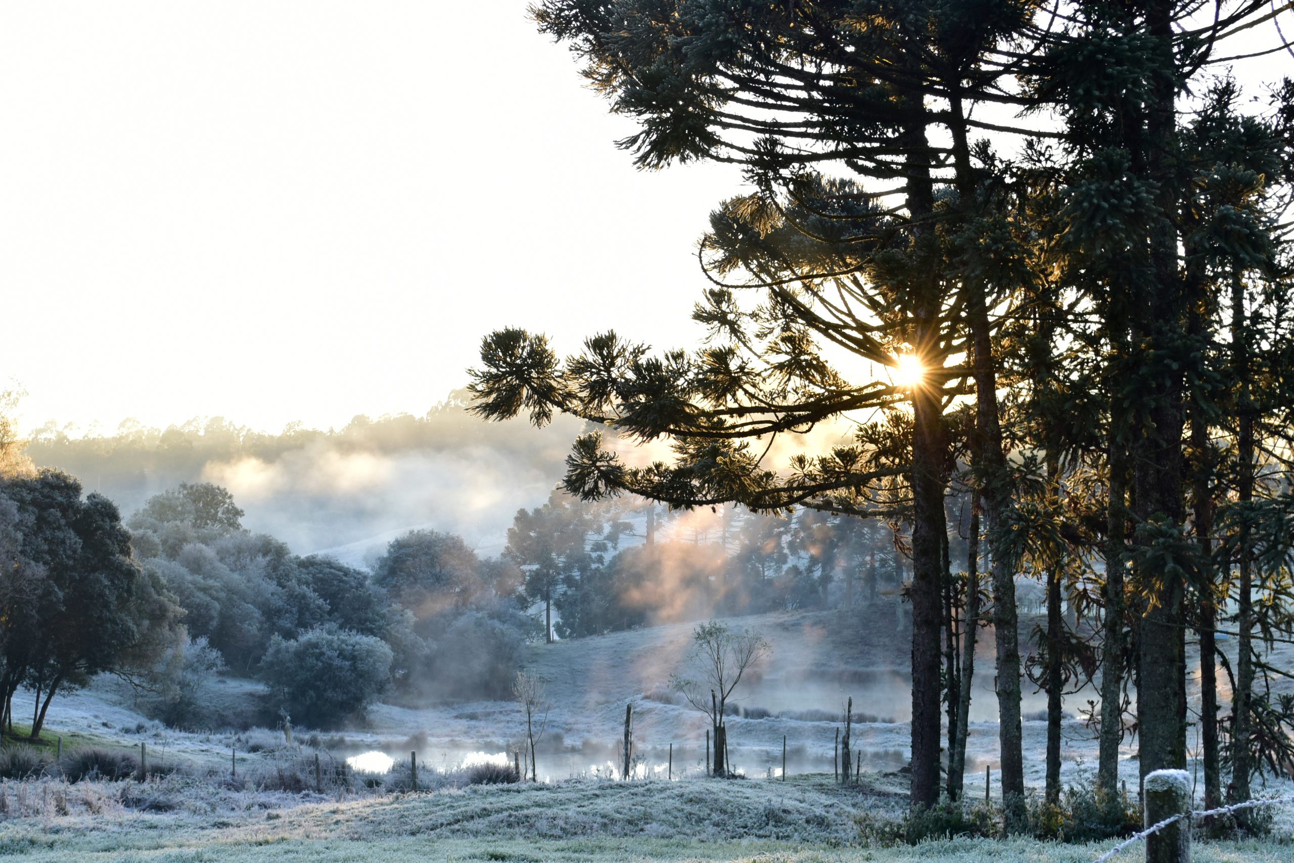 Comportamento do Turista - imagem de campo com arvores e neblina.