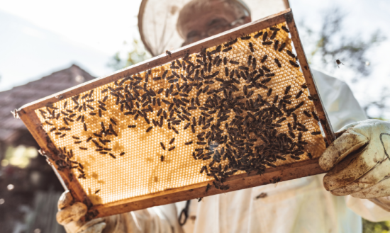 um apicultor, com roupa adequada para a atividade, está segurando uma moldura de colmeia