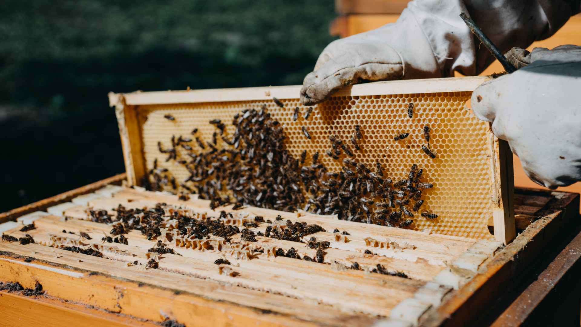 Imagem destaque do blog post do Sebrae RS sobre tecnologias agro. Nele temos a imagem de um apicultor mexendo em uma caixa de abelhas.