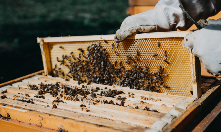 Imagem destaque do blog post do Sebrae RS sobre gestão apícola. Nele temos a imagem de um apicultor mexendo em uma caixa de abelhas.