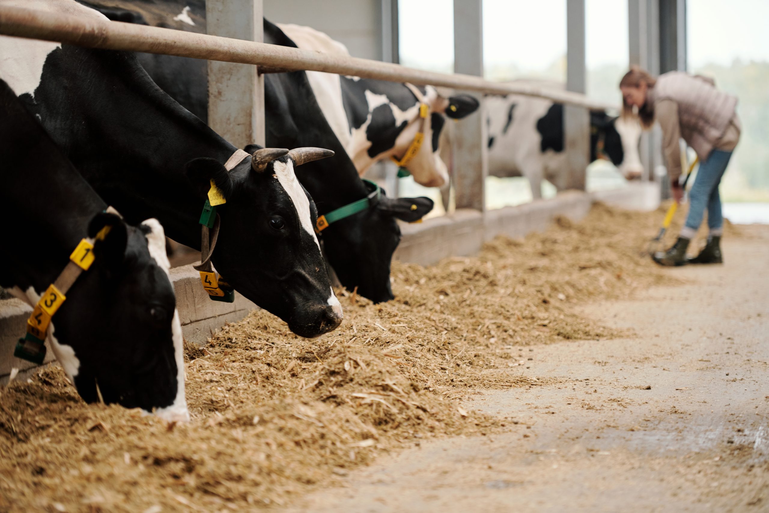 rebanho de vacas comendo feno em estábulo - expointer 2024