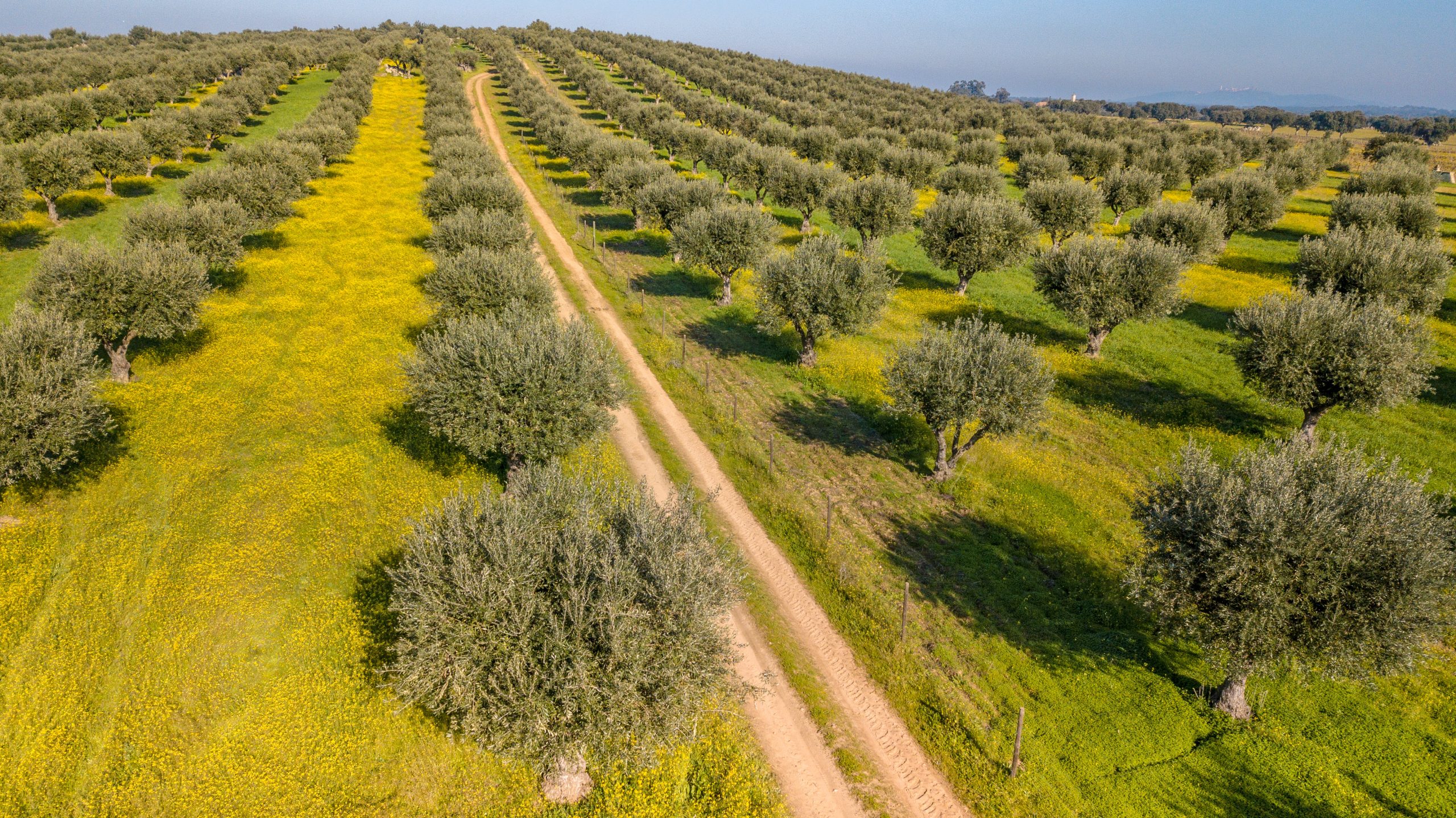 imagem do post Safra recorde de azeite no RS. Vista aérea de um olival, destacando o cultivo organizado e a beleza da paisagem rural.