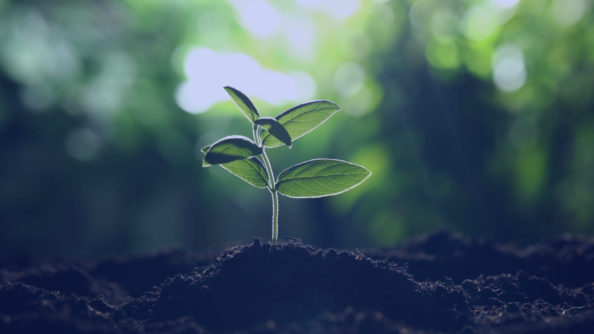 blogpost do Sebrae RS sobre bioinsumos. Na imagem aparece uma planta pequena, recém brotada.