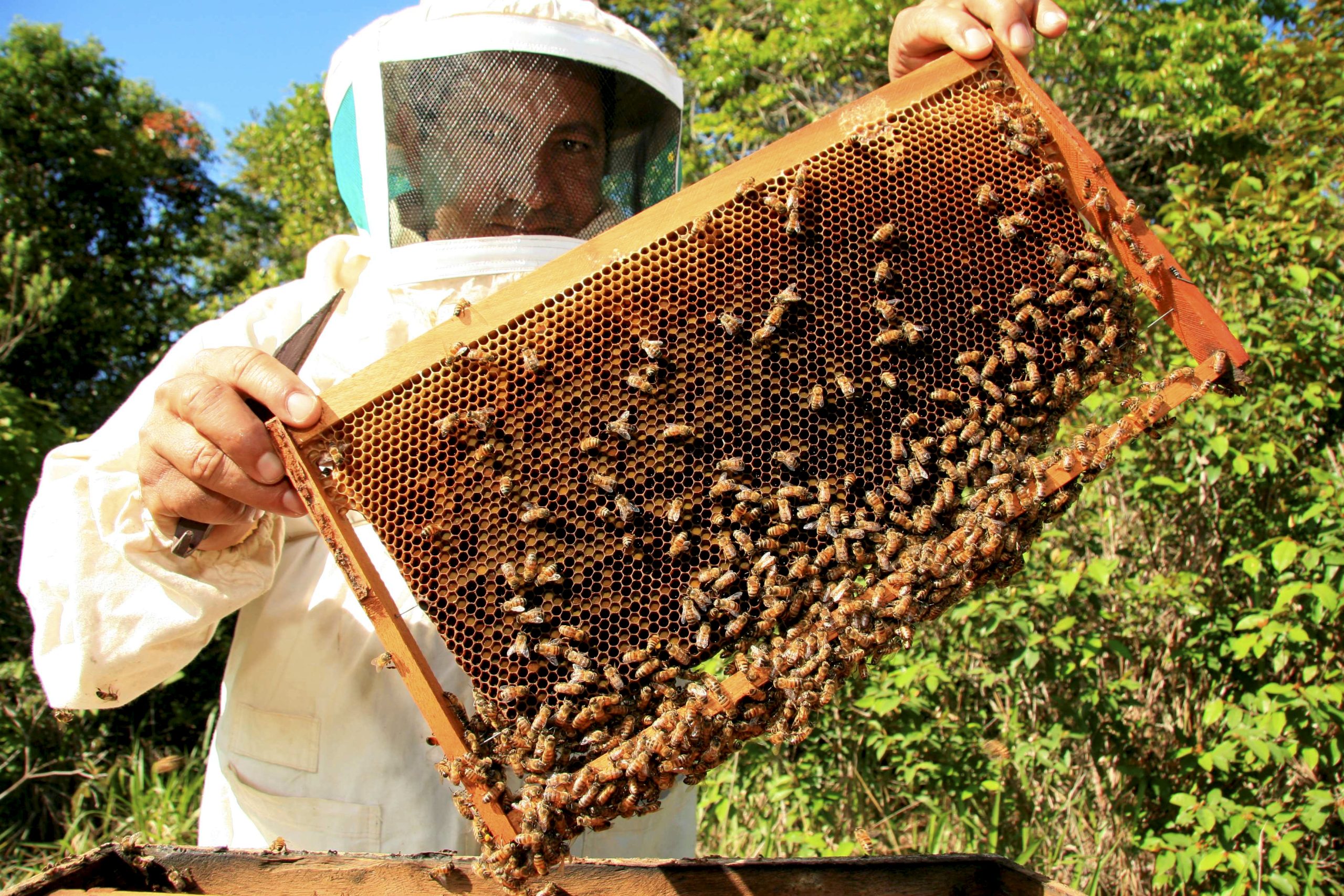 imagem blog Mel com certificação. Homem com roupa de proteção especifica para apicultor segurando favo de mel com muitas abelhas. 