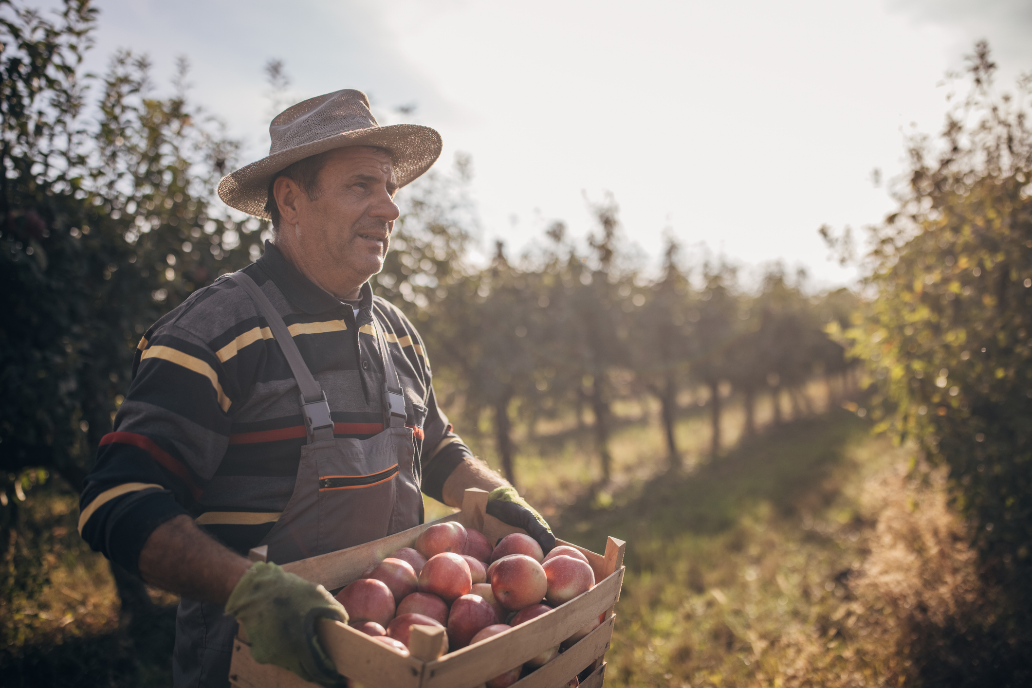 Imagem do blog Certificações frutas e hortaliças. Produtor em pomar de maçã do RS segurando caixa de colheita com etiqueta de lote.