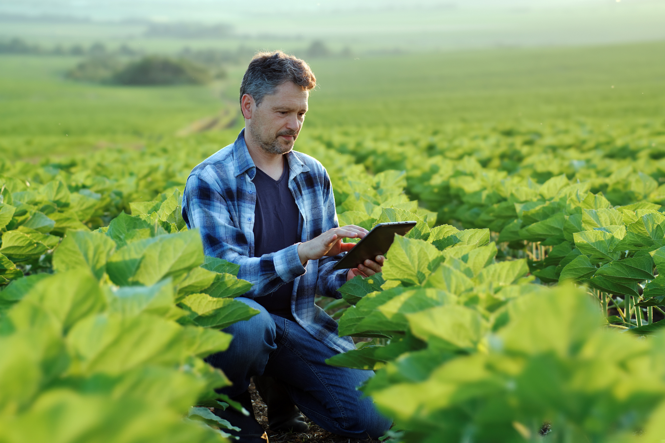 Imagem do boletim de atualização El Niño. Homem no meio de uma plantação segurando um tablet em suas mãos. 